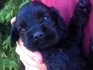 cocker spaniel puppies for sale