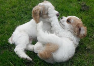 Cocker Spaniel Puppies in BC
