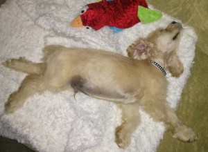 Cocker Spaniel Breeder Vancouver