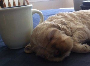 Cocker Spaniel Puppies Canada