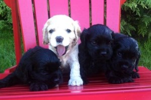 Cocker Spaniel Breeder BC