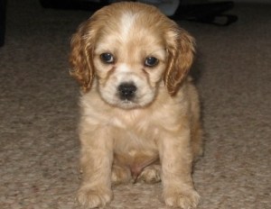 Cocker Spaniel Puppies Seattle
