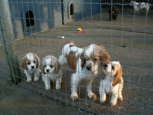BC Cocker Spaniel Puppies