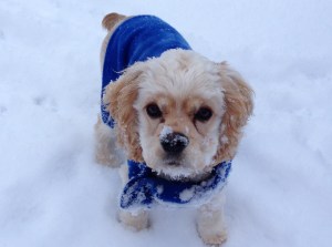 Wedgwood American Cocker Spaniel Puppies