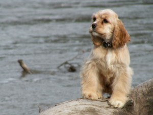BC Cocker Spaniel Puppies