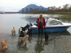 American Cocker Spaniels BC