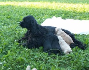 BC Cocker Spaniels