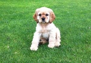 BC Cocker Spaniel Puppies