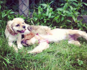 BC Cocker Spaniel Puppies