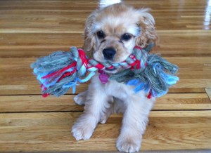 BC Cocker Spaniel Puppies