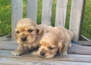 BC Cocker Spaniel Puppies