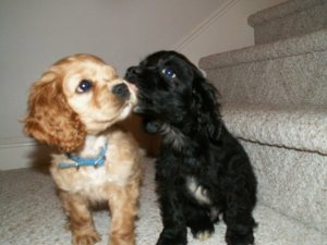 BC Cocker Spaniel Puppies