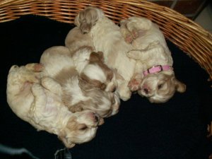 BC Cocker Spaniel Puppies