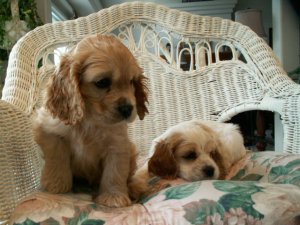 BC Cocker Spaniel Puppies