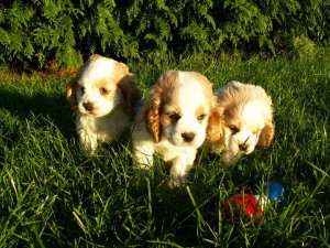 BC Cocker Spaniel Puppies
