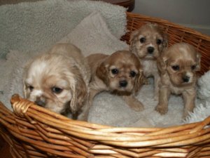 BC Cocker Spaniel Puppies