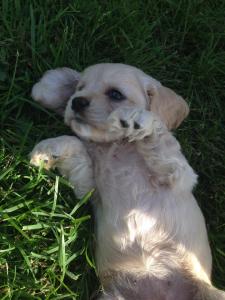 cocker spaniel puppy Vancouver BC