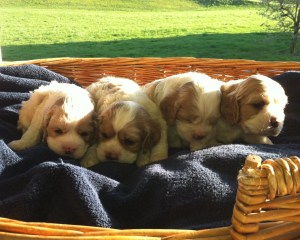 Audrey's Little Boys