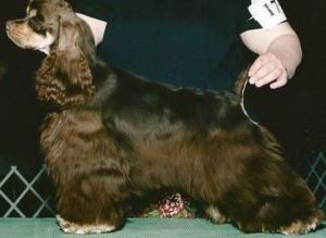 Cocker Spaniel puppies in BC