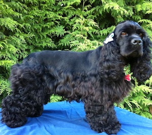 BC cocker spaniel puppies