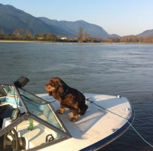 Georgie BC Cocker Spaniel Breeder