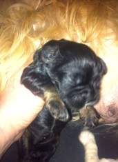 cocker spaniel puppy
