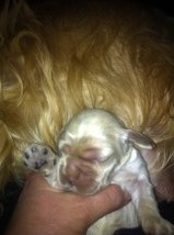 cocker spaniel puppy