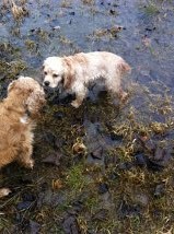 cocker spaniel breeder
