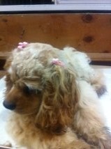 cocker spaniel puppy