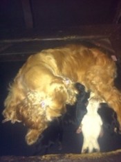 cocker spaniel puppies