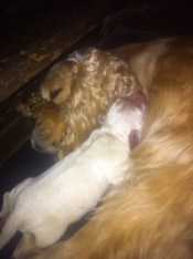 cocker spaniel puppies in BC
