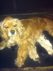 cocker spaniel puppies in Vancouver