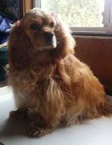 cocker spaniel puppies