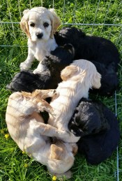 cocker spaniel puppies in BC