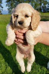 cocker spaniel puppies in Vancouver