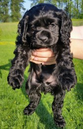 cocker spaniel breeder