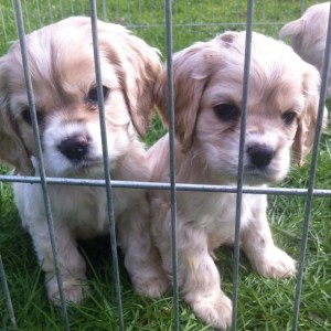 american cocker spaniel puppies