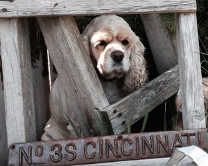 American Cocker Spaniels in BC