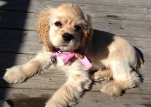 American Cocker Spaniel Puppies in BC